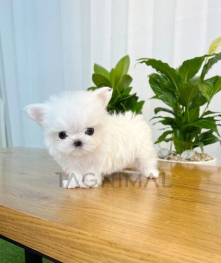 Maltese puppy for sale, dog for sale at Tagnimal 