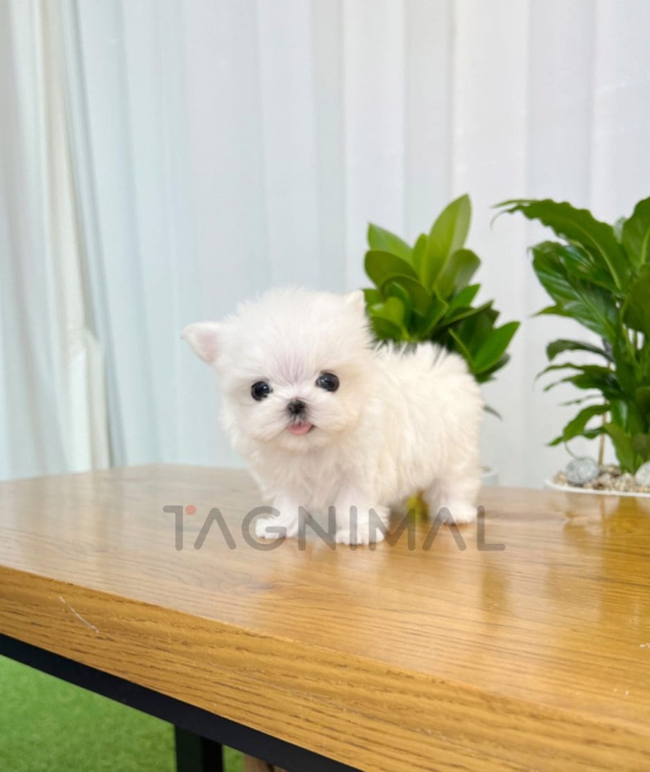 Maltese puppy for sale, dog for sale at Tagnimal 