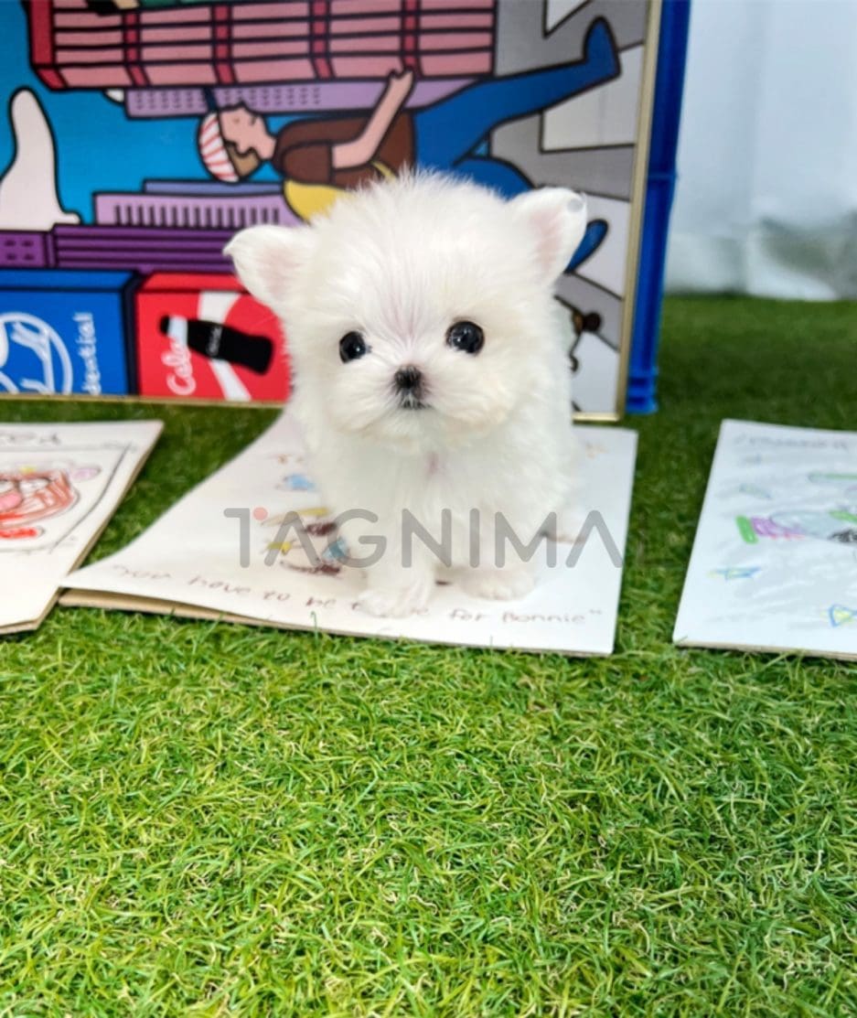 Maltese puppy for sale, dog for sale at Tagnimal 