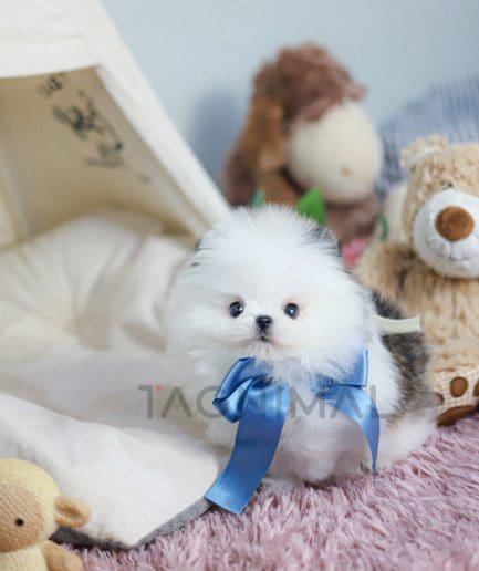 Pomeranian puppy for sale, dog for sale at Tagnimal 