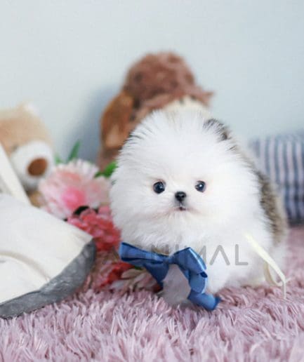 Pomeranian puppy for sale, dog for sale at Tagnimal 