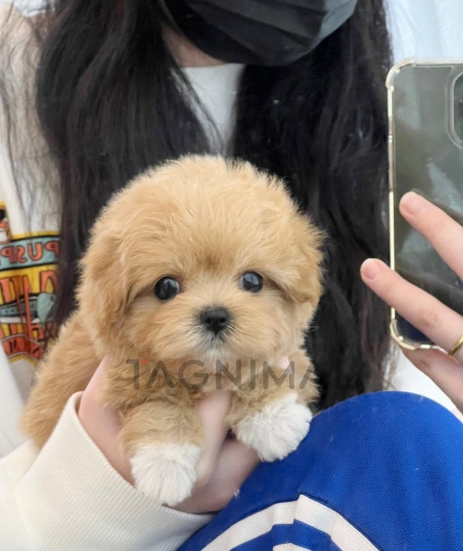 Maltipoo puppy for sale, dog for sale at Tagnimal 