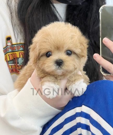 Maltipoo puppy for sale, dog for sale at Tagnimal 