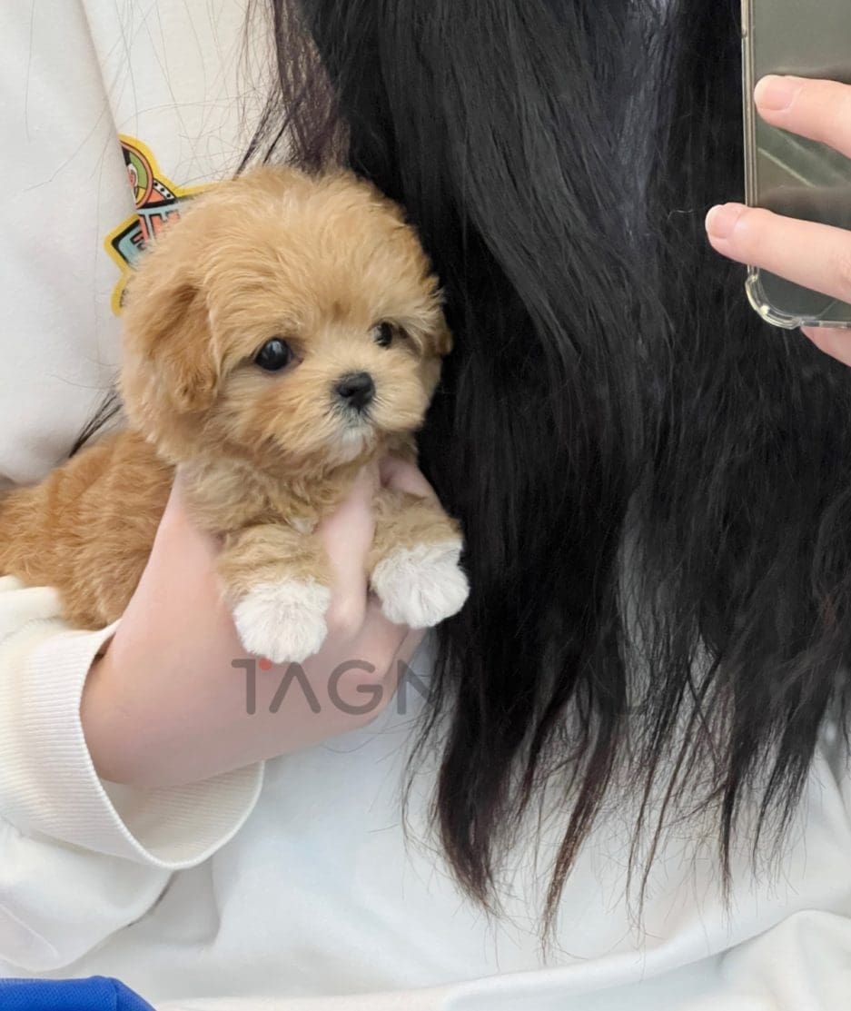 Maltipoo puppy for sale, dog for sale at Tagnimal 