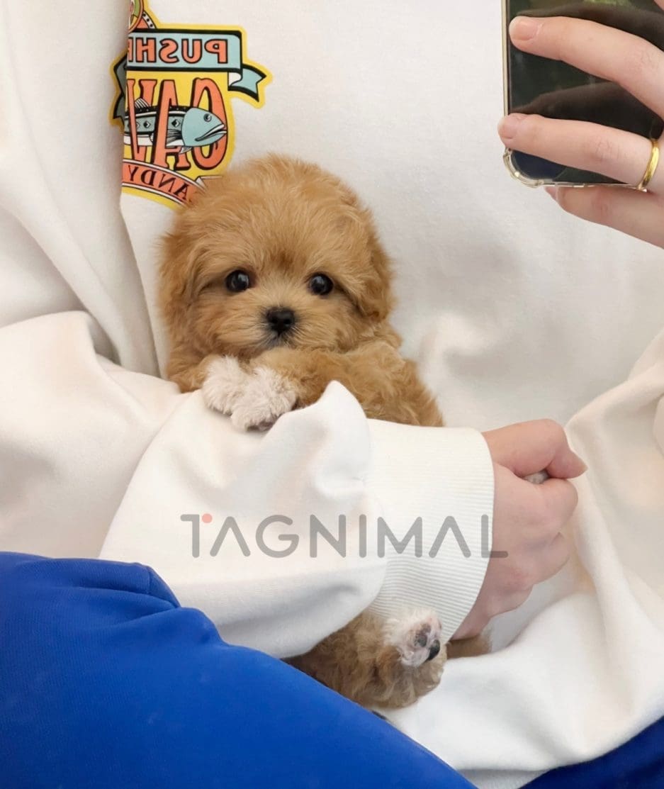 Maltipoo puppy for sale, dog for sale at Tagnimal 