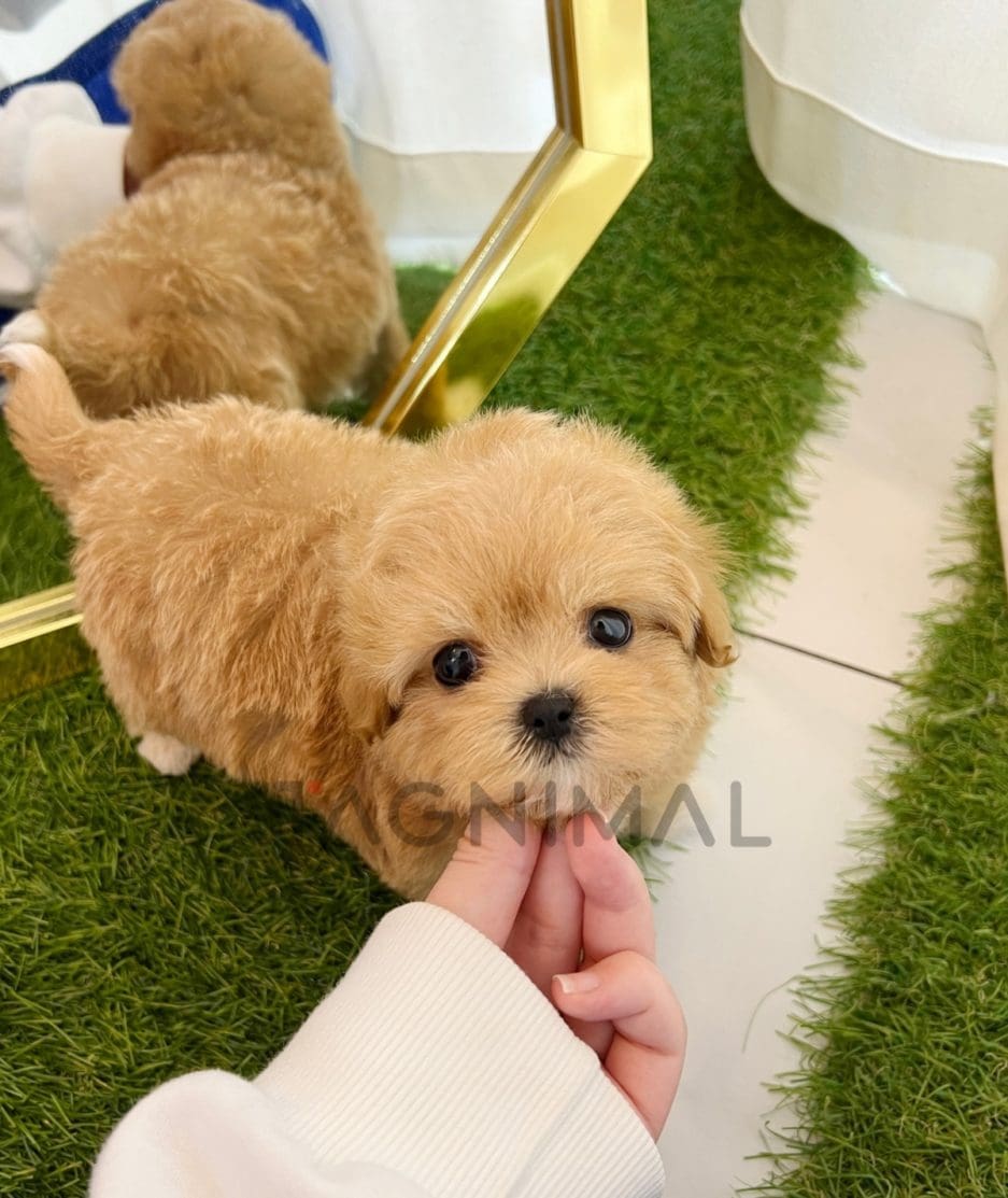 Maltipoo puppy for sale, dog for sale at Tagnimal 