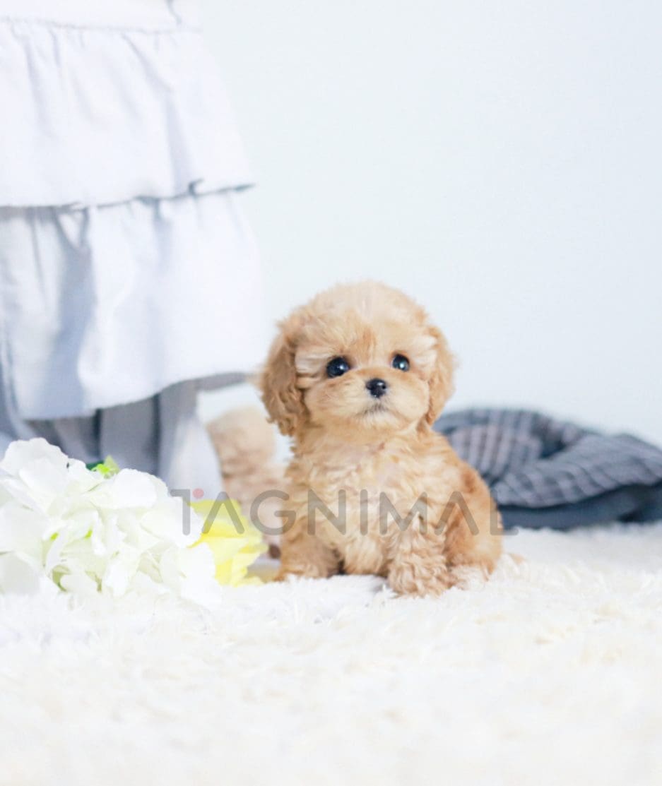 Maltipoo puppy for sale, dog for sale at Tagnimal 