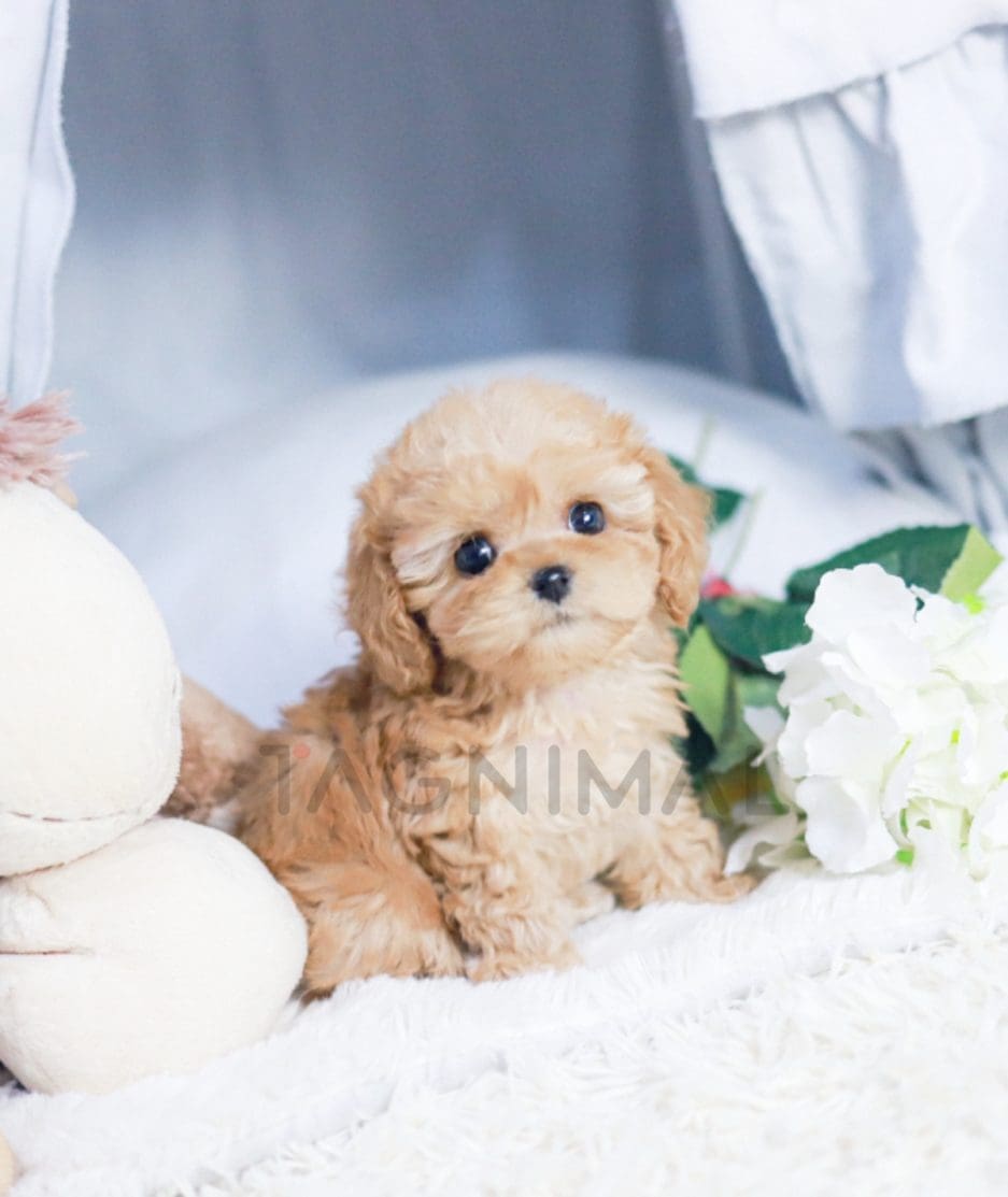 Maltipoo puppy for sale, dog for sale at Tagnimal 