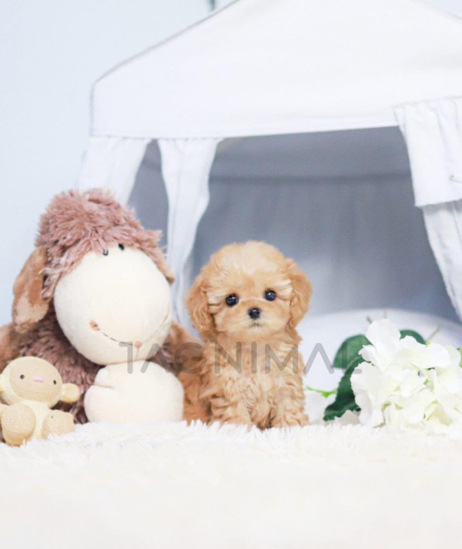 Maltipoo puppy for sale, dog for sale at Tagnimal 