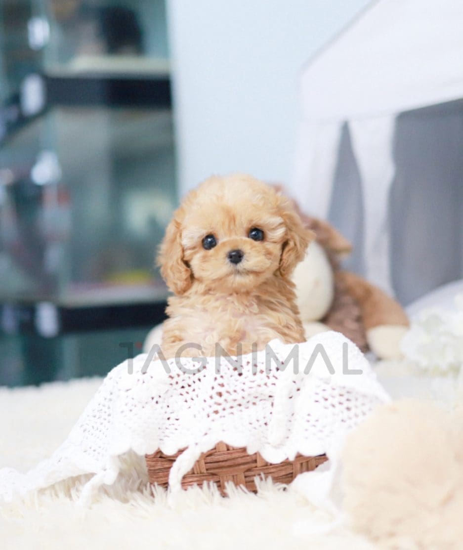 Maltipoo puppy for sale, dog for sale at Tagnimal 