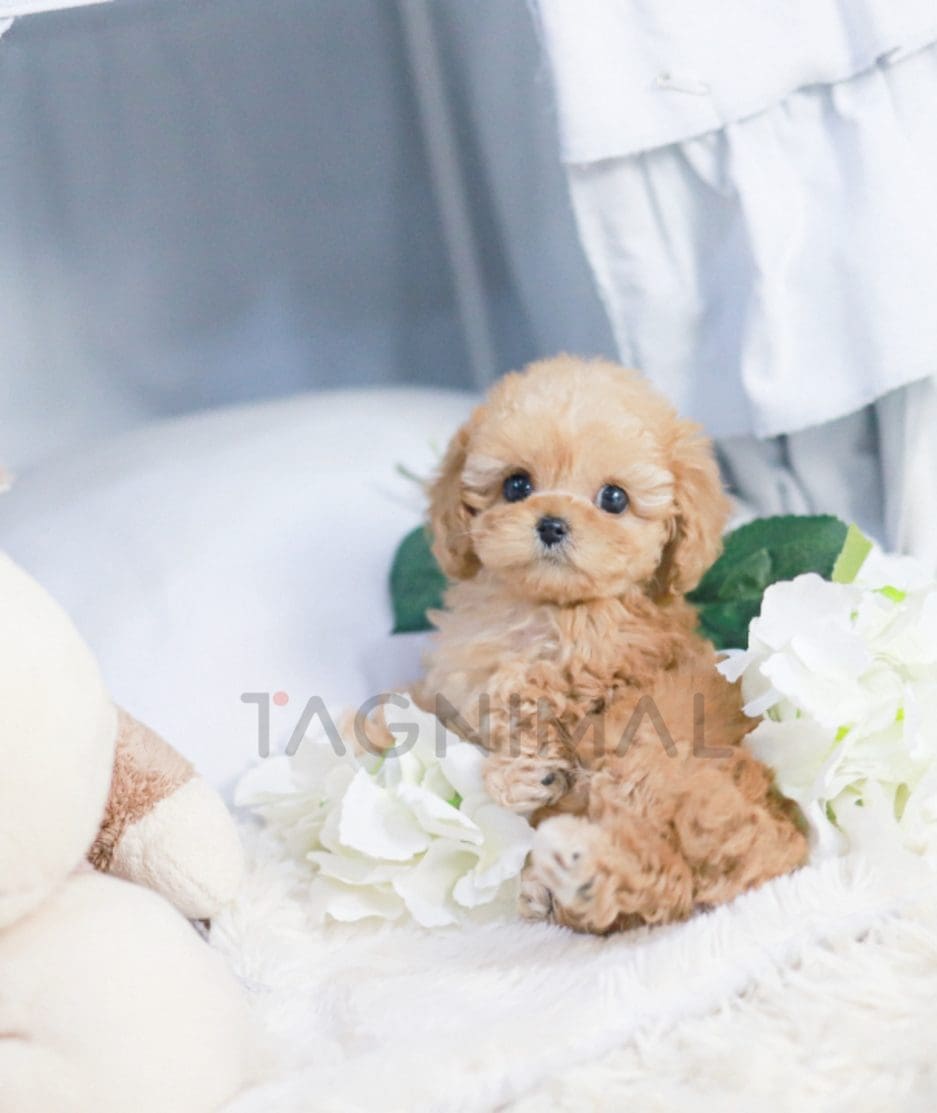 Maltipoo puppy for sale, dog for sale at Tagnimal 