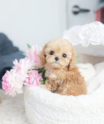 Maltipoo puppy for sale, dog for sale at Tagnimal 