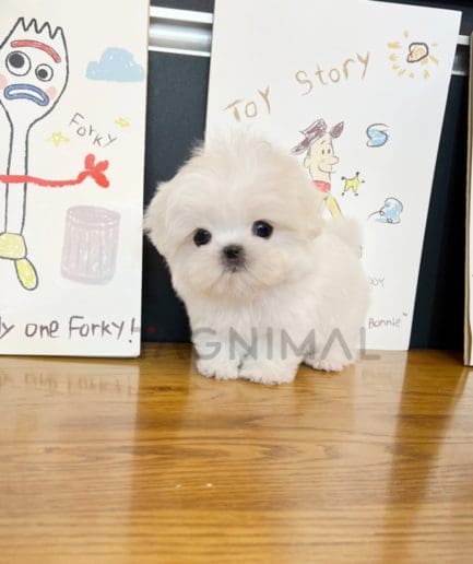 Maltese puppy for sale, dog for sale at Tagnimal