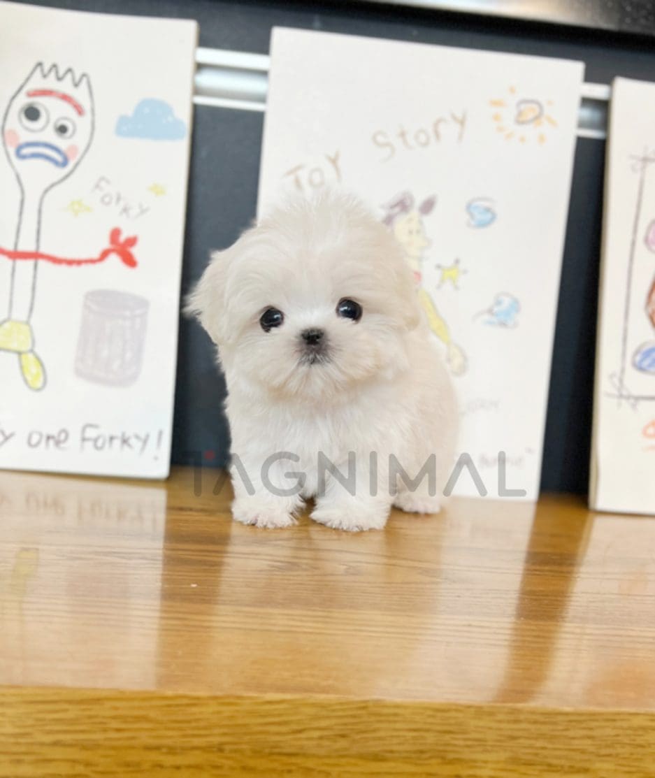 Maltese puppy for sale, dog for sale at Tagnimal