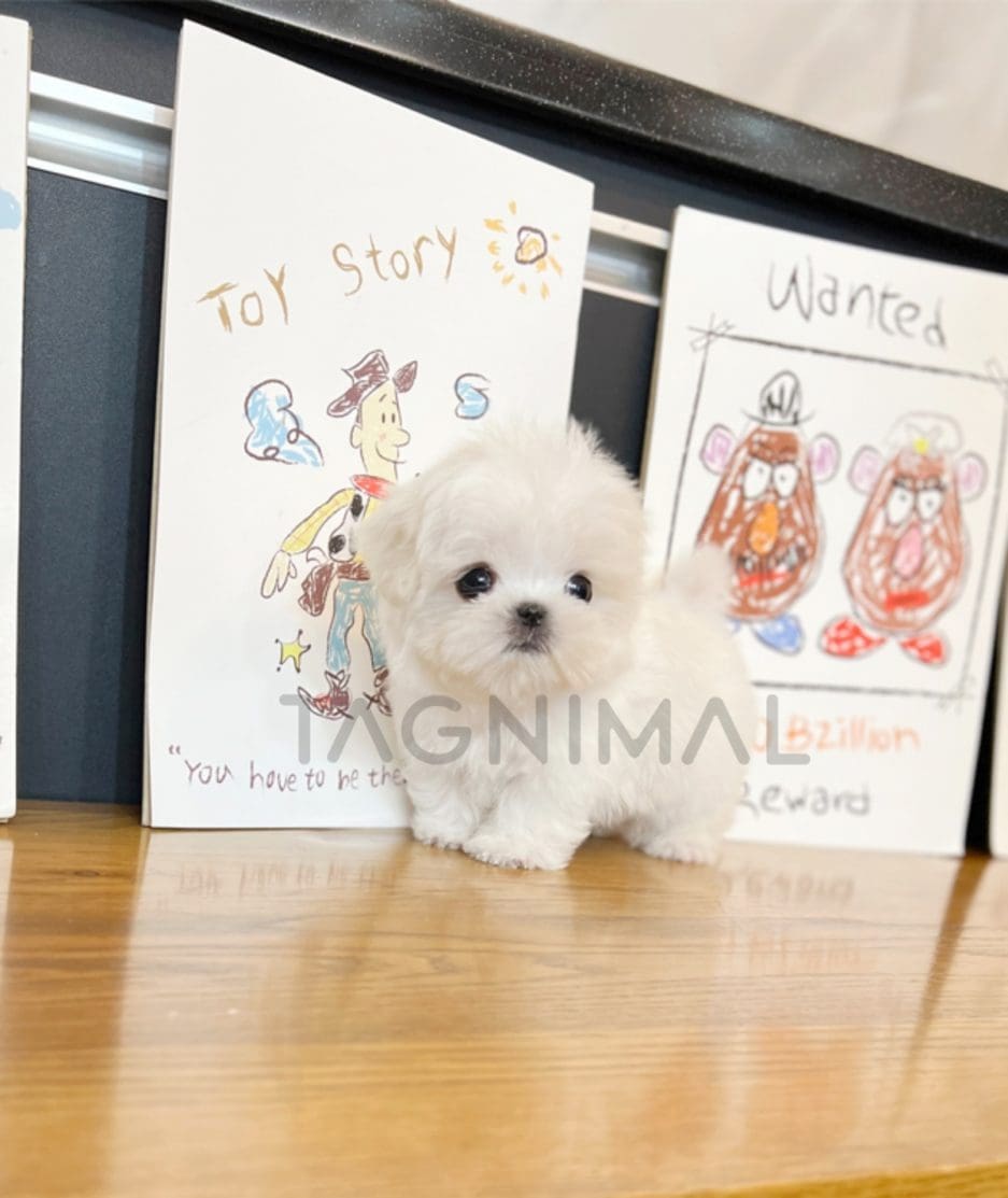 Maltese puppy for sale, dog for sale at Tagnimal