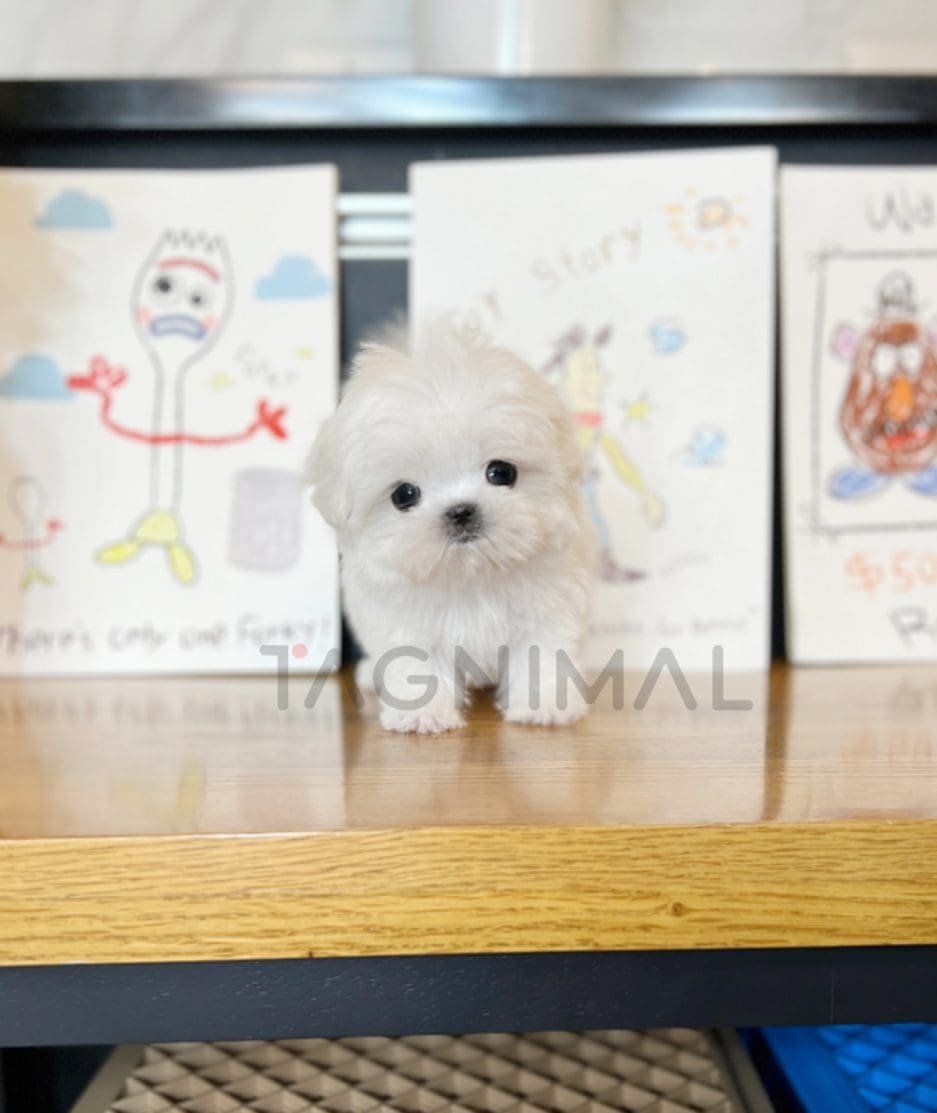 Maltese puppy for sale, dog for sale at Tagnimal