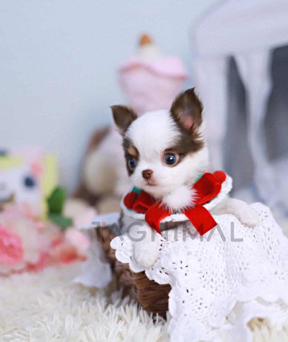 Chihuahua puppy for sale, dog for sale at Tagnimal 