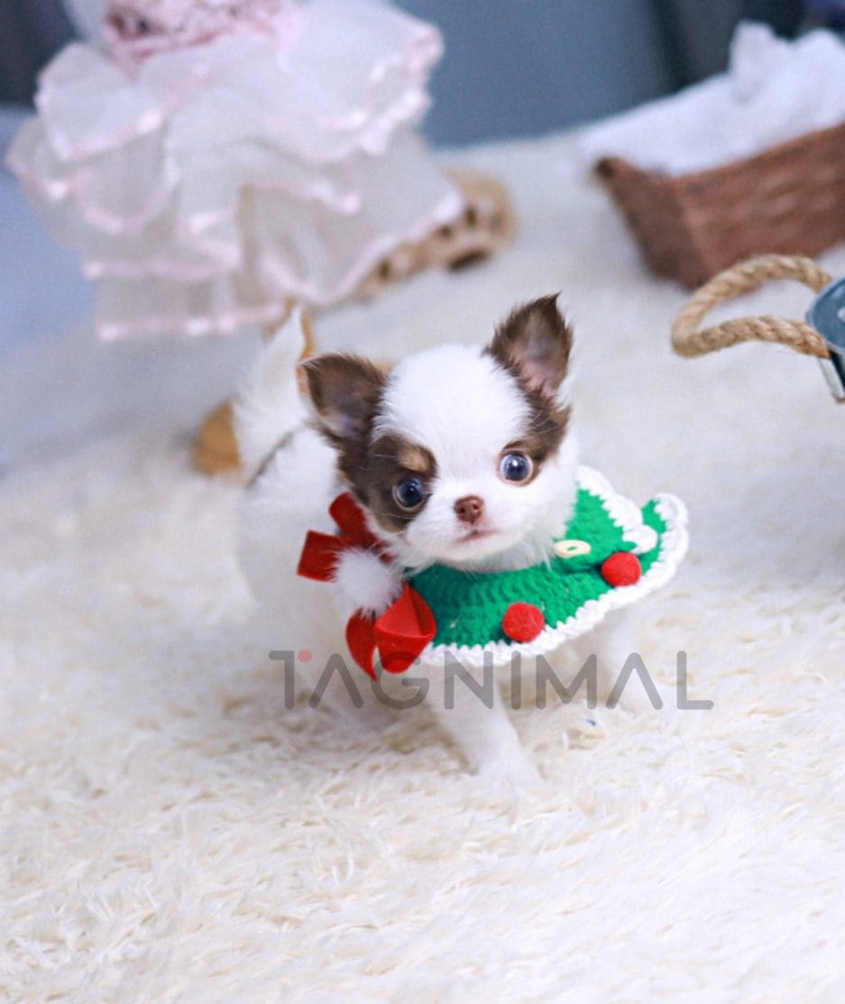 Chihuahua puppy for sale, dog for sale at Tagnimal 