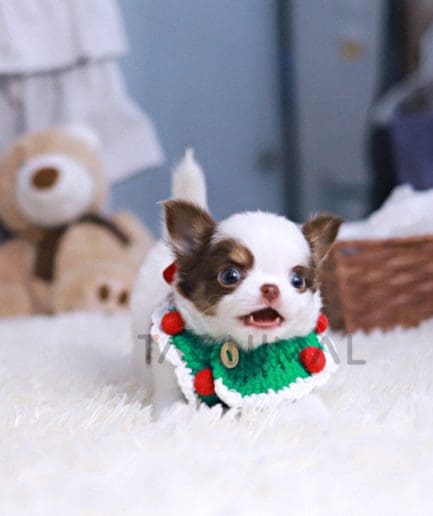 Chihuahua puppy for sale, dog for sale at Tagnimal 