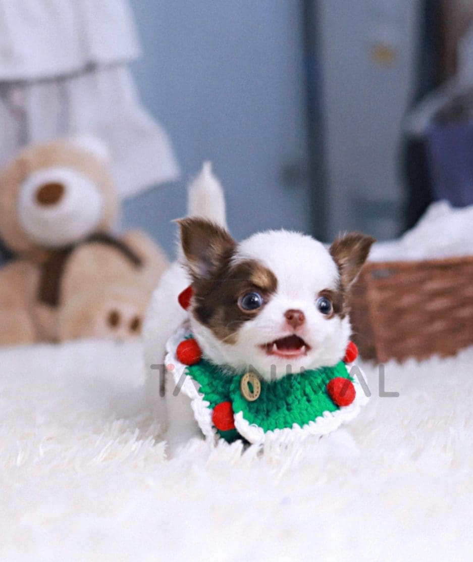 Chihuahua puppy for sale, dog for sale at Tagnimal 