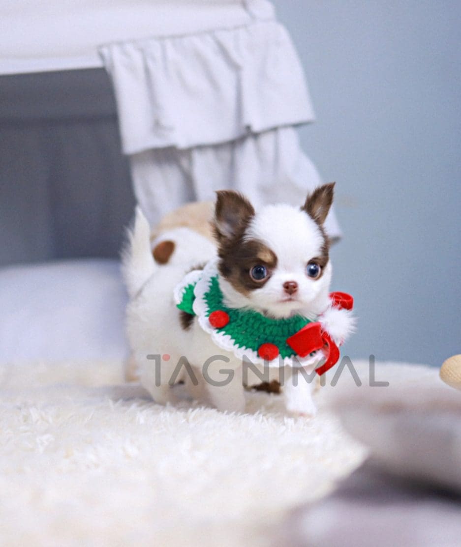 Chihuahua puppy for sale, dog for sale at Tagnimal 