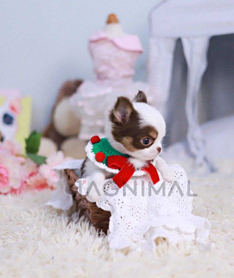 Chihuahua puppy for sale, dog for sale at Tagnimal 