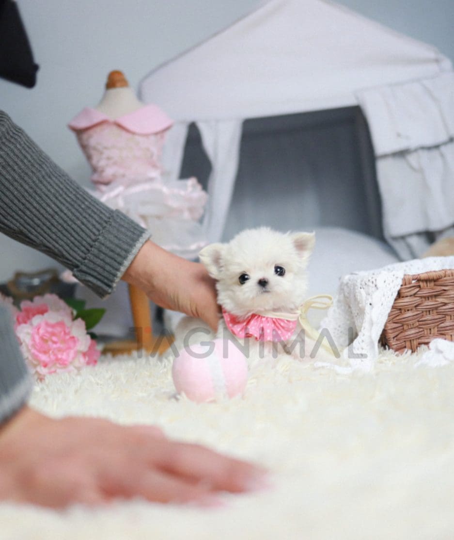 Maltese puppy for sale, dog for sale at Tagnimal 