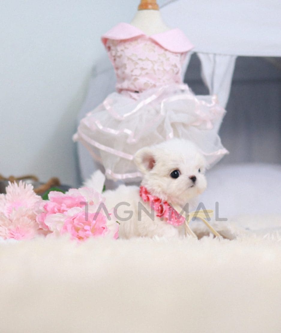 Maltese puppy for sale, dog for sale at Tagnimal 