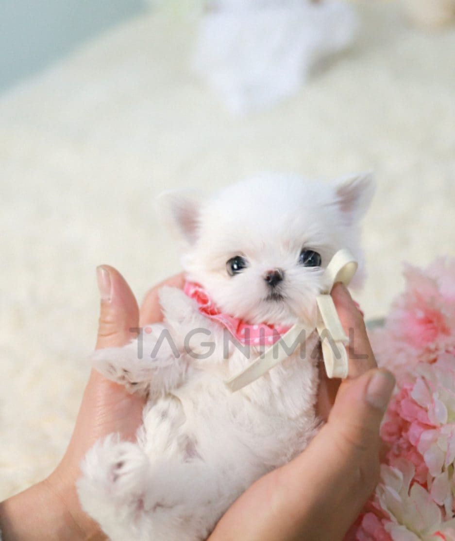 Maltese puppy for sale, dog for sale at Tagnimal 