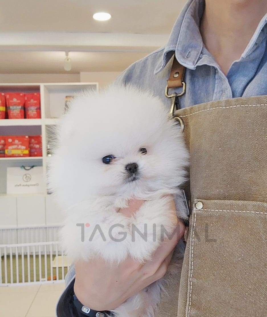 Pomeranian puppy for sale, dog for sale at Tagnimal