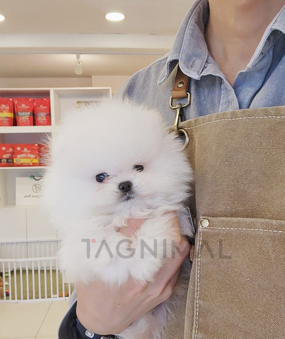 Pomeranian puppy for sale, dog for sale at Tagnimal