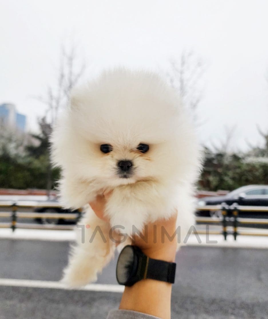 Pomeranian puppy for sale, dog for sale at Tagnimal