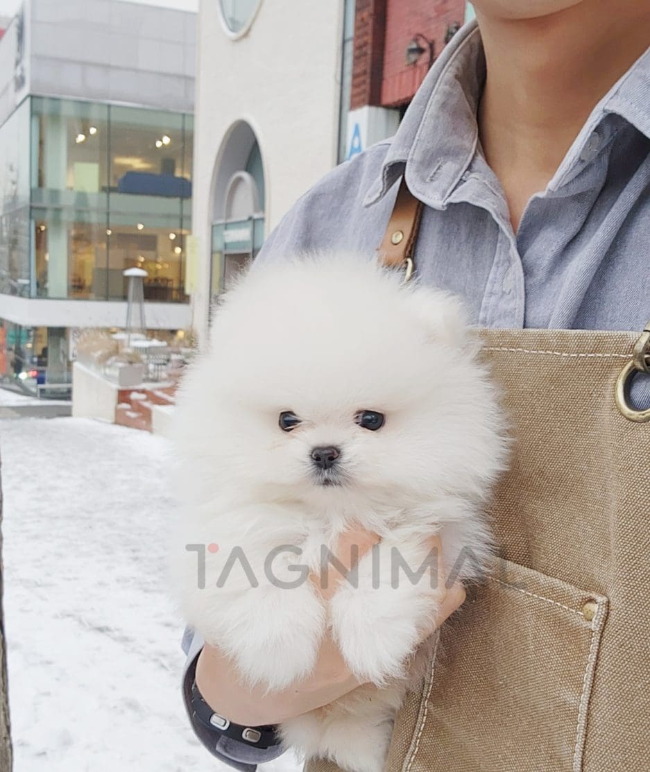 Pomeranian puppy for sale, dog for sale at Tagnimal