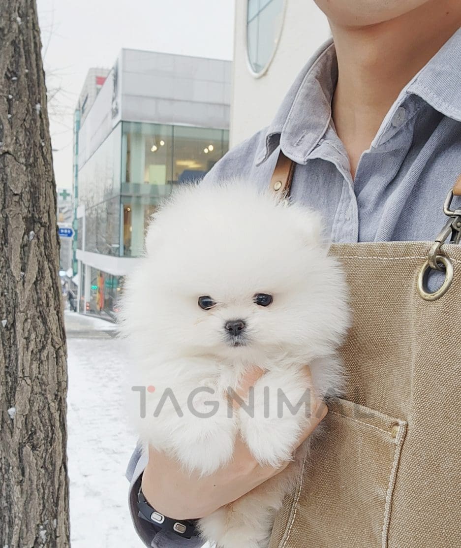 Pomeranian puppy for sale, dog for sale at Tagnimal