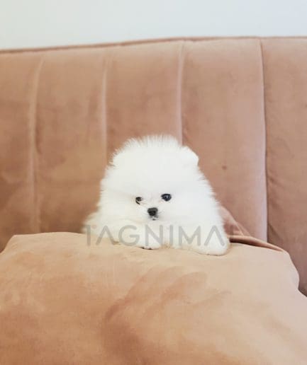 Pomeranian puppy for sale, dog for sale at Tagnimal