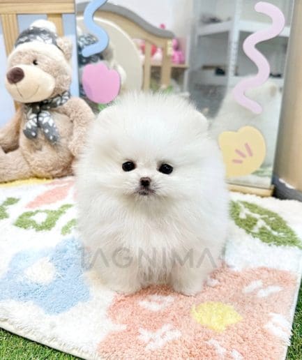 Pomeranian puppy for sale, dog for sale at Tagnimal 