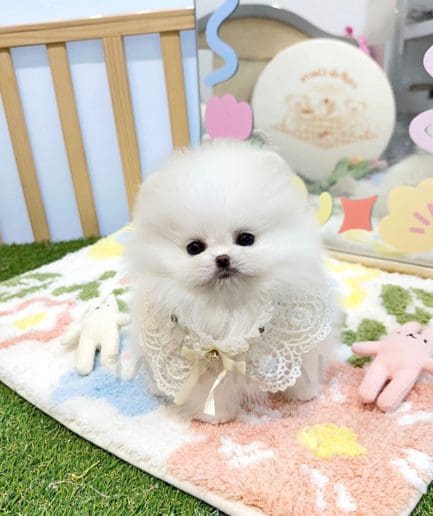 Pomeranian puppy for sale, dog for sale at Tagnimal 