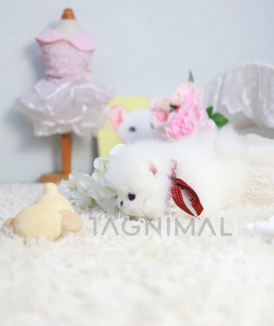 Pomeranian puppy for sale, dog for sale at Tagnimal 