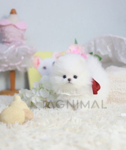 Pomeranian puppy for sale, dog for sale at Tagnimal 