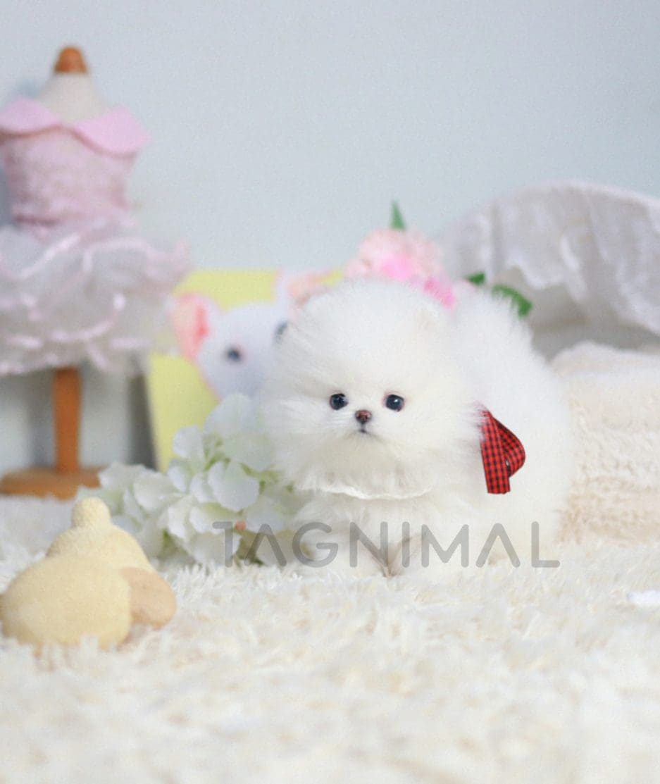 Pomeranian puppy for sale, dog for sale at Tagnimal 