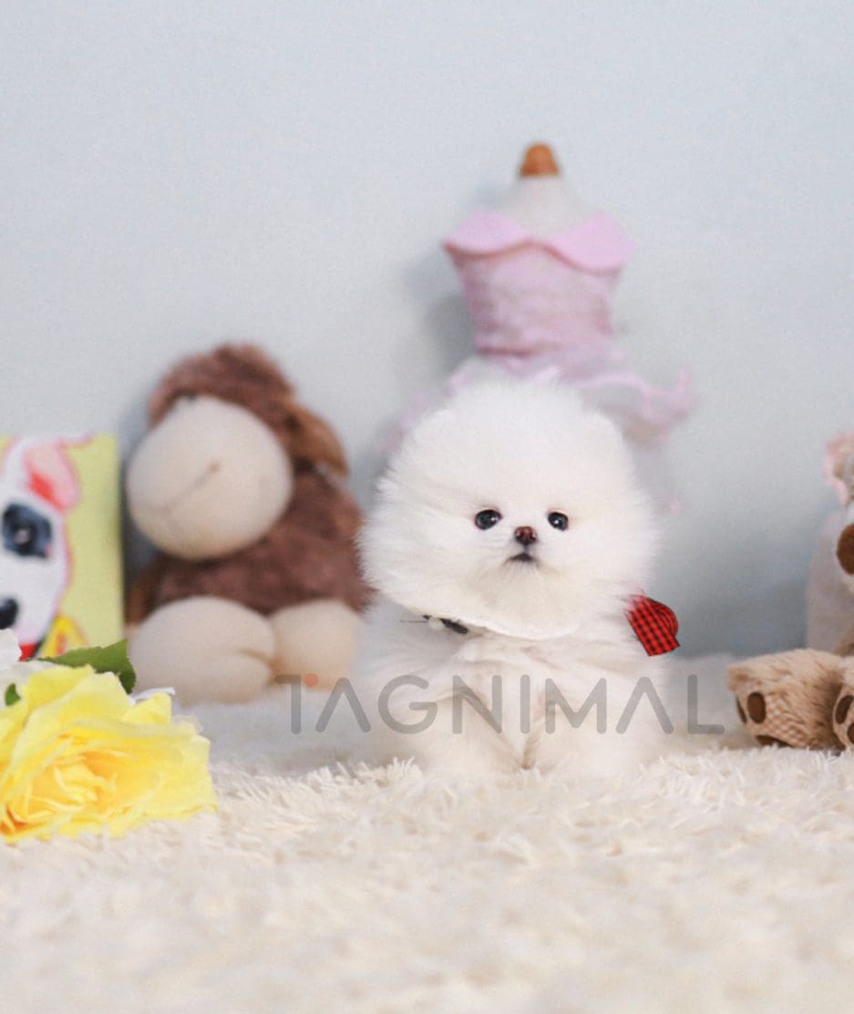 Pomeranian puppy for sale, dog for sale at Tagnimal 