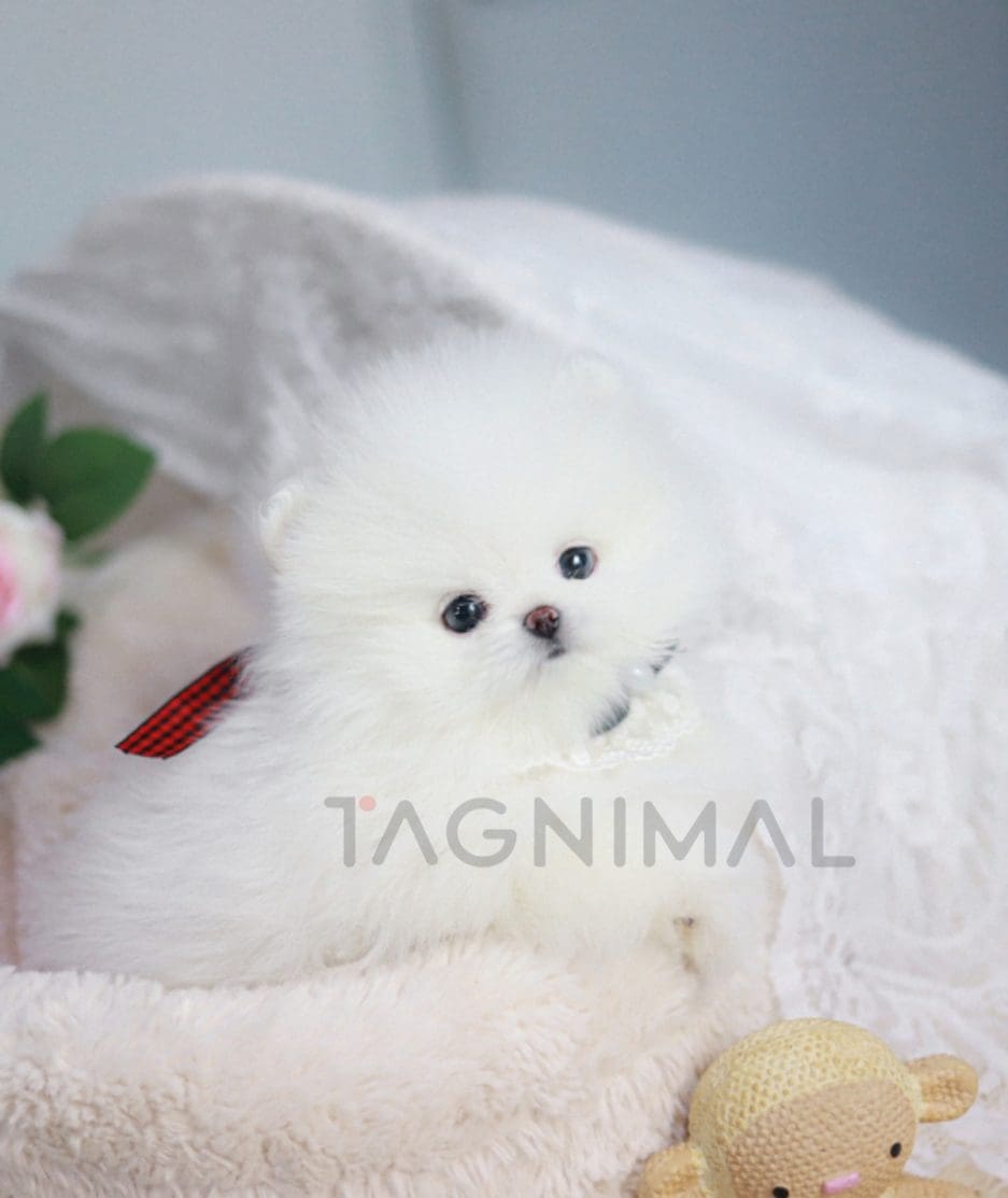 Pomeranian puppy for sale, dog for sale at Tagnimal 