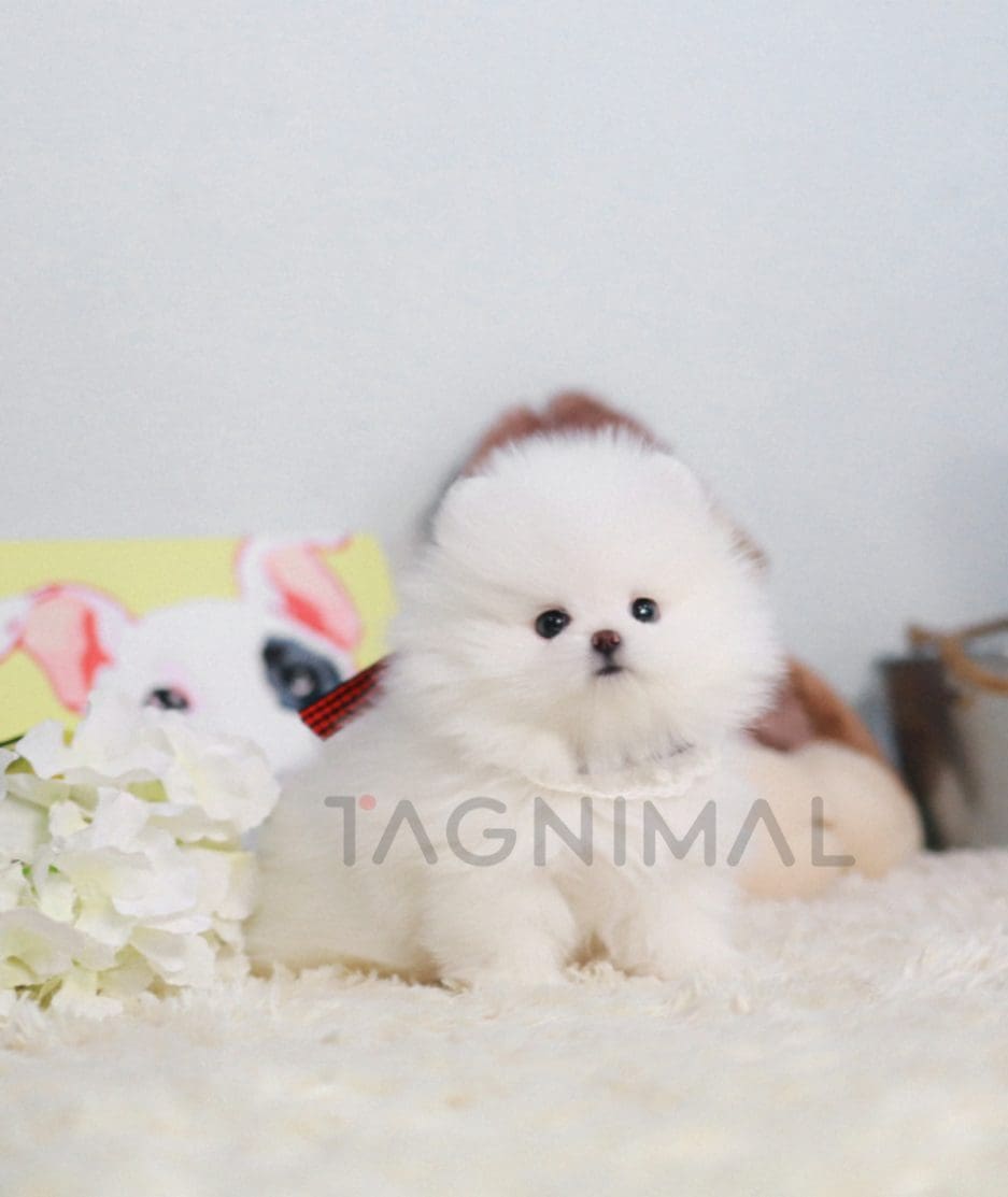 Pomeranian puppy for sale, dog for sale at Tagnimal 