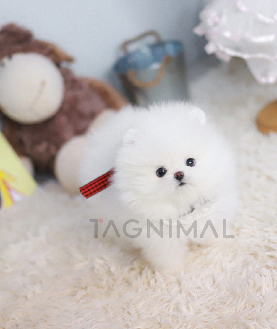 Pomeranian puppy for sale, dog for sale at Tagnimal 