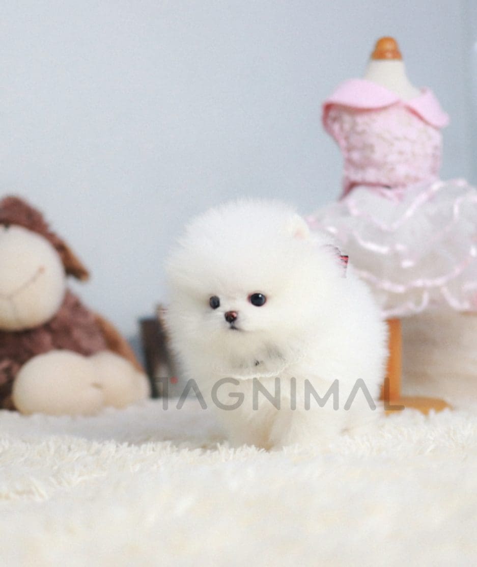 Pomeranian puppy for sale, dog for sale at Tagnimal 