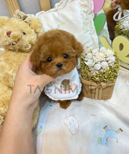 Poodle puppy for sale, dog for sale at Tagnimal 