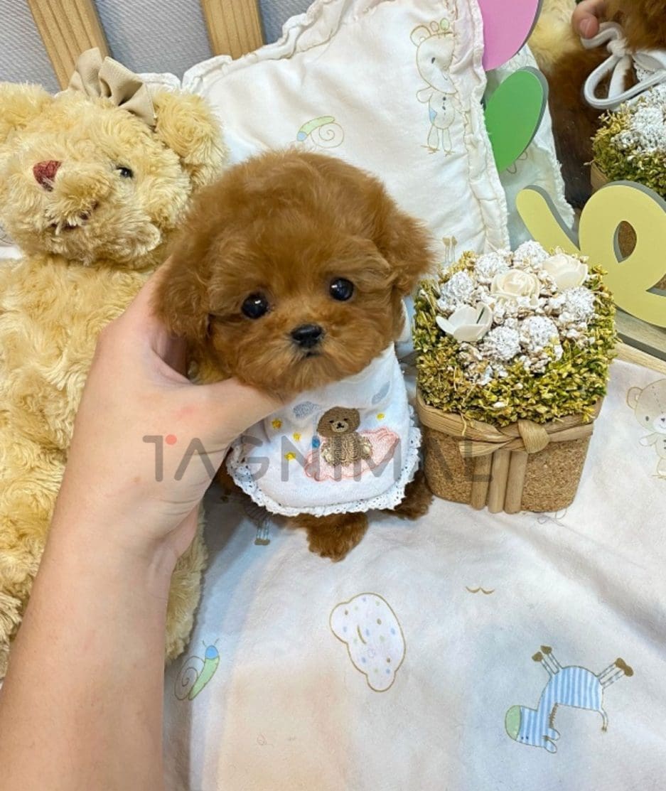 Poodle puppy for sale, dog for sale at Tagnimal 