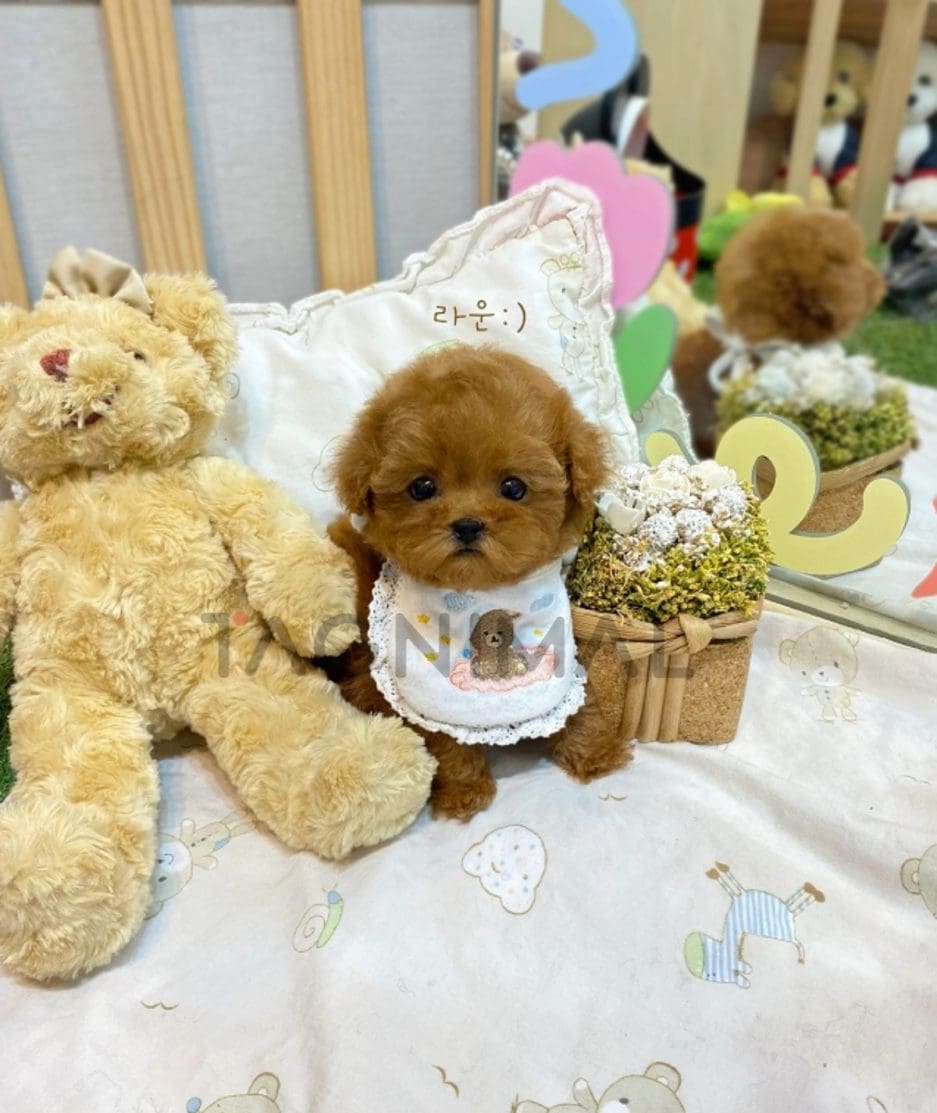 Poodle puppy for sale, dog for sale at Tagnimal 