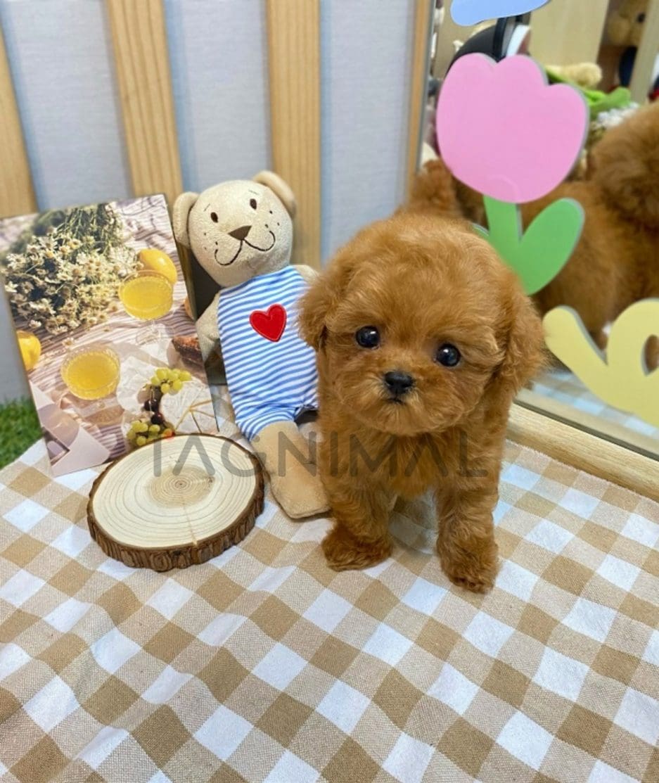 Poodle puppy for sale, dog for sale at Tagnimal 