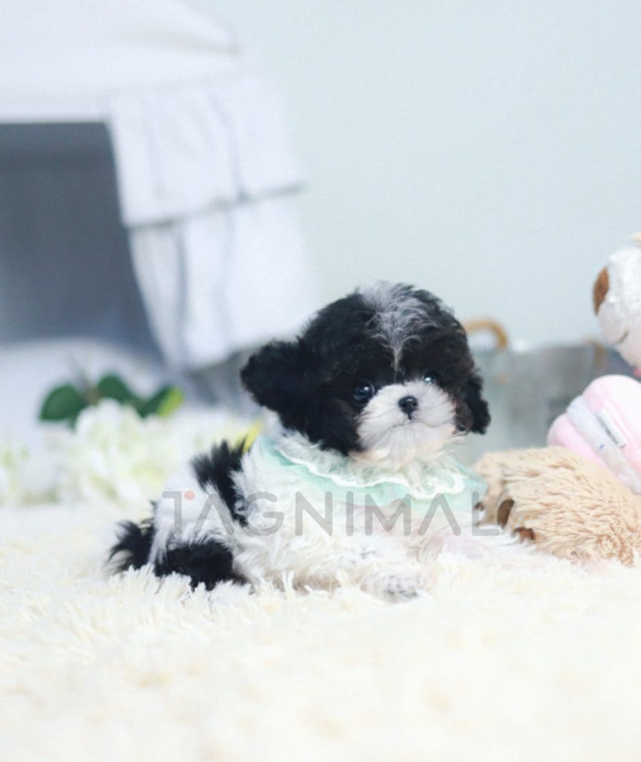 Poodle puppy for sale, dog for sale at Tagnimal 